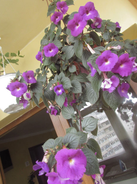  - Achimenes