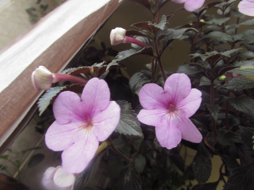 Peach Blossom - Achimenes