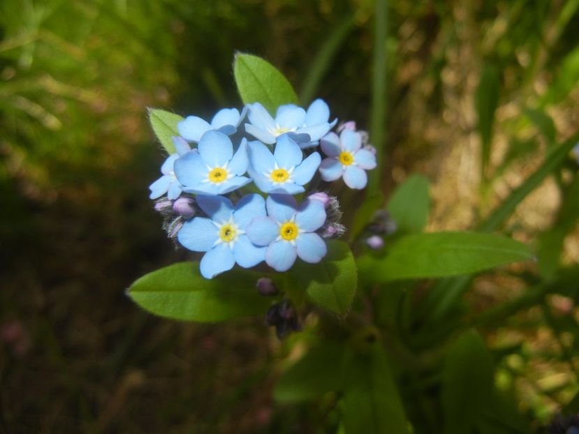 Myosotis alpestris (2017, April 09) - MYOSOTIS Alpestris