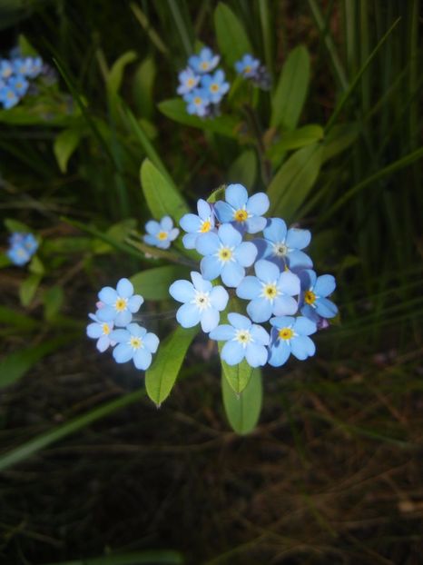 Myosotis alpestris (2017, April 10) - MYOSOTIS Alpestris