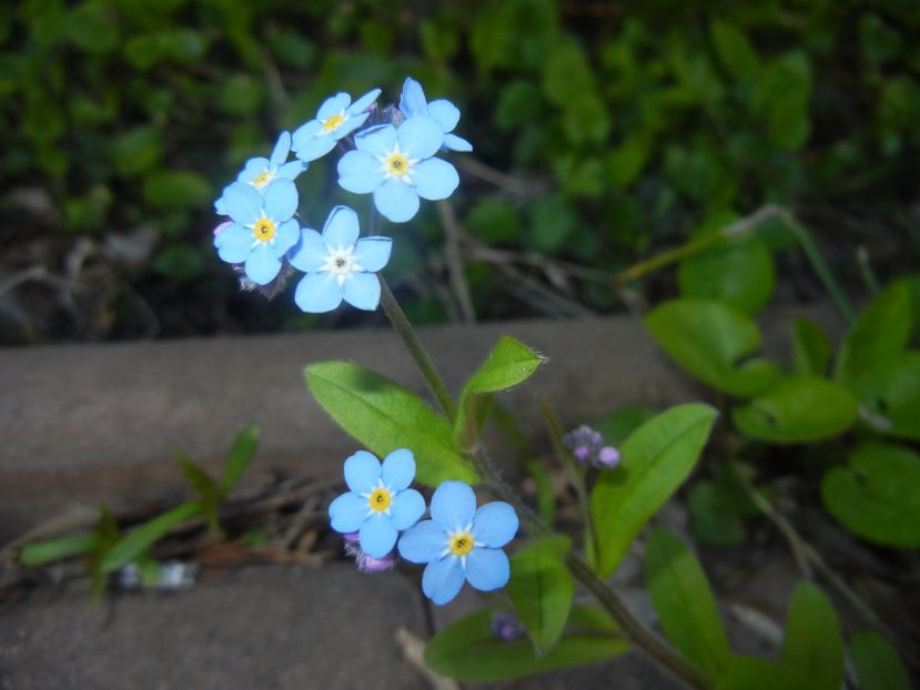 Myosotis alpestris (2017, April 10) - MYOSOTIS Alpestris