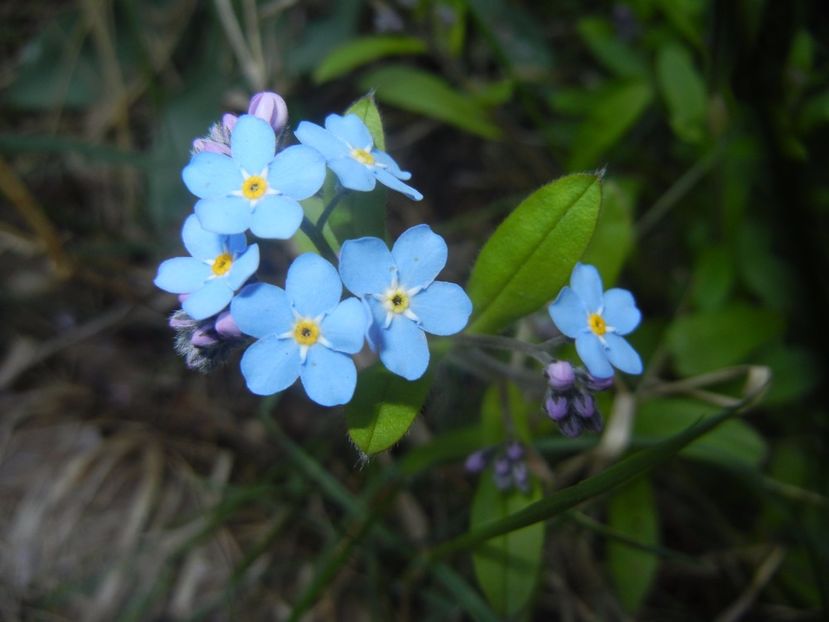 Myosotis alpestris (2017, April 13) - MYOSOTIS Alpestris