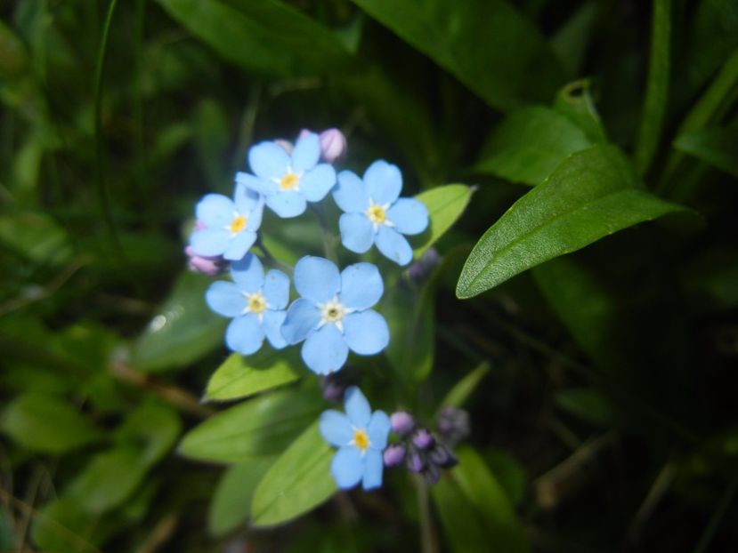 Myosotis alpestris (2017, April 13) - MYOSOTIS Alpestris