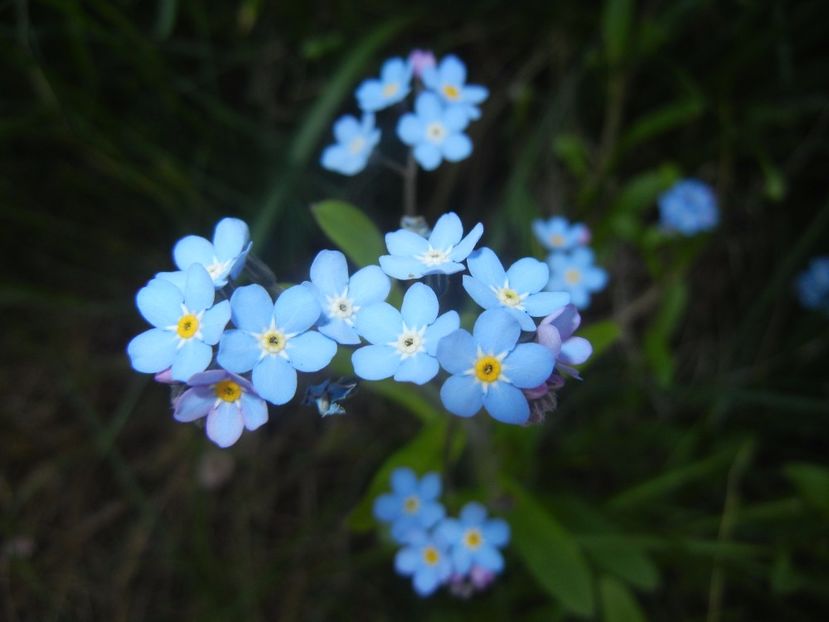 Myosotis alpestris (2017, April 13) - MYOSOTIS Alpestris