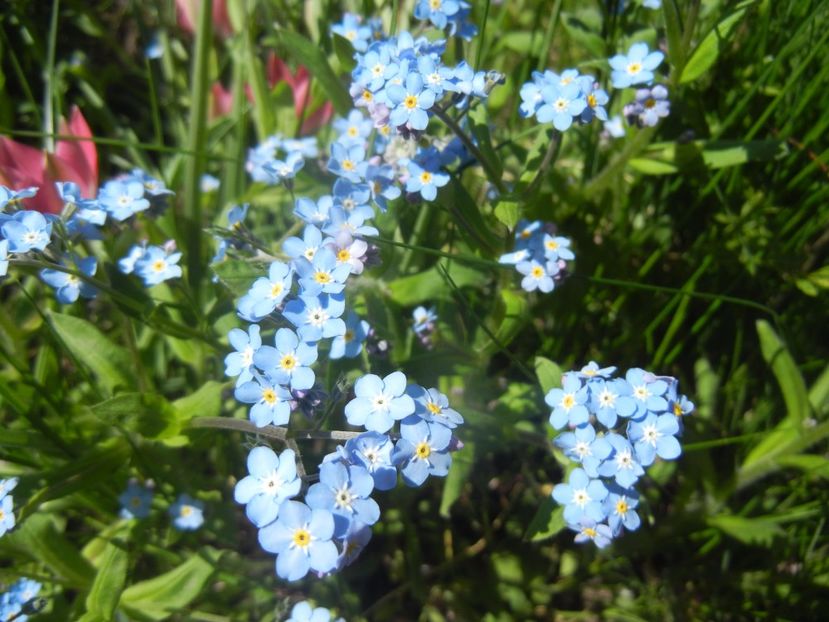 Myosotis alpestris (2017, April 13) - MYOSOTIS Alpestris