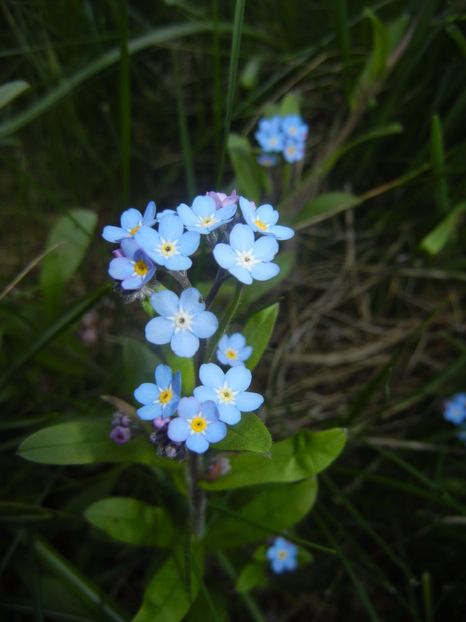Myosotis alpestris (2017, April 13) - MYOSOTIS Alpestris