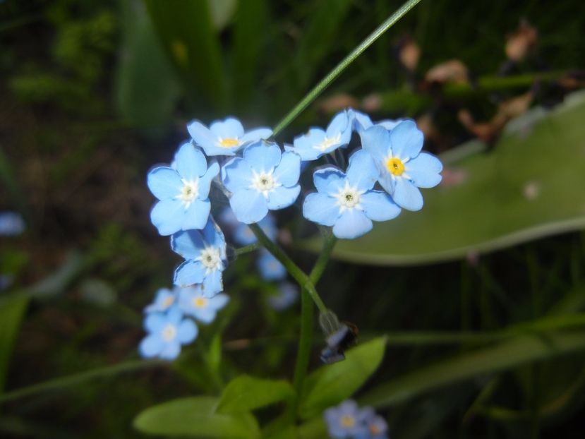 Myosotis alpestris (2017, April 13) - MYOSOTIS Alpestris
