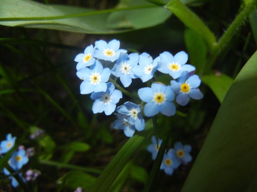 Myosotis alpestris (2017, April 13) - MYOSOTIS Alpestris