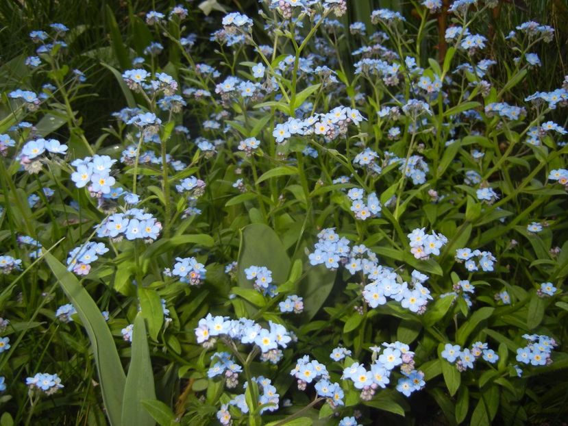 Myosotis alpestris (2017, April 14) - MYOSOTIS Alpestris