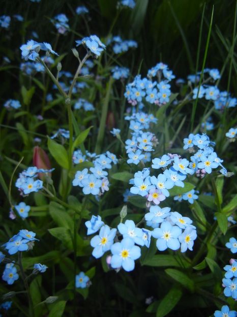 Myosotis alpestris (2017, April 14) - MYOSOTIS Alpestris