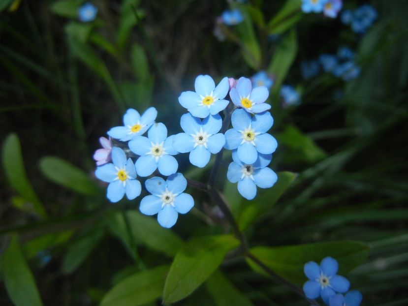 Myosotis alpestris (2017, April 14) - MYOSOTIS Alpestris