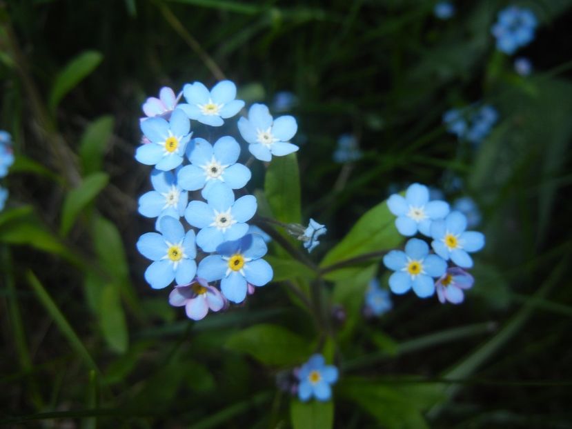 Myosotis alpestris (2017, April 14) - MYOSOTIS Alpestris