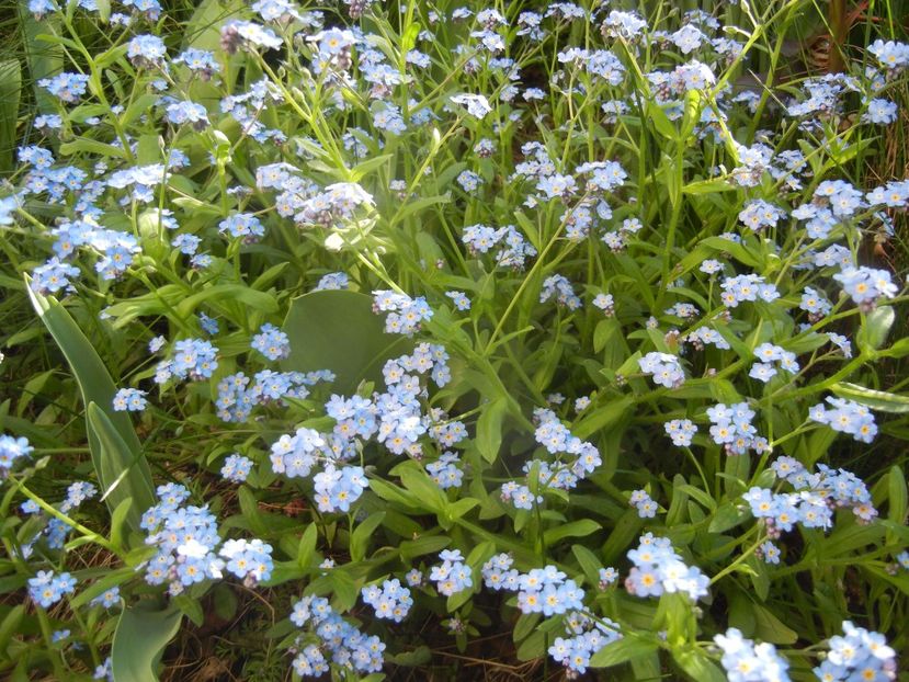 Myosotis alpestris (2017, April 15) - MYOSOTIS Alpestris