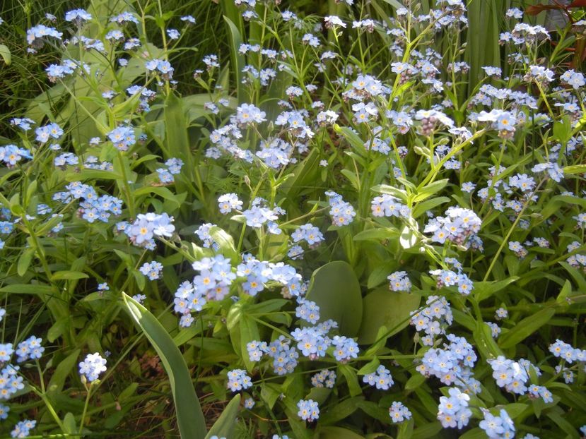 Myosotis alpestris (2017, April 15) - MYOSOTIS Alpestris