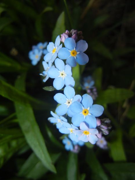 Myosotis alpestris (2017, April 15) - MYOSOTIS Alpestris