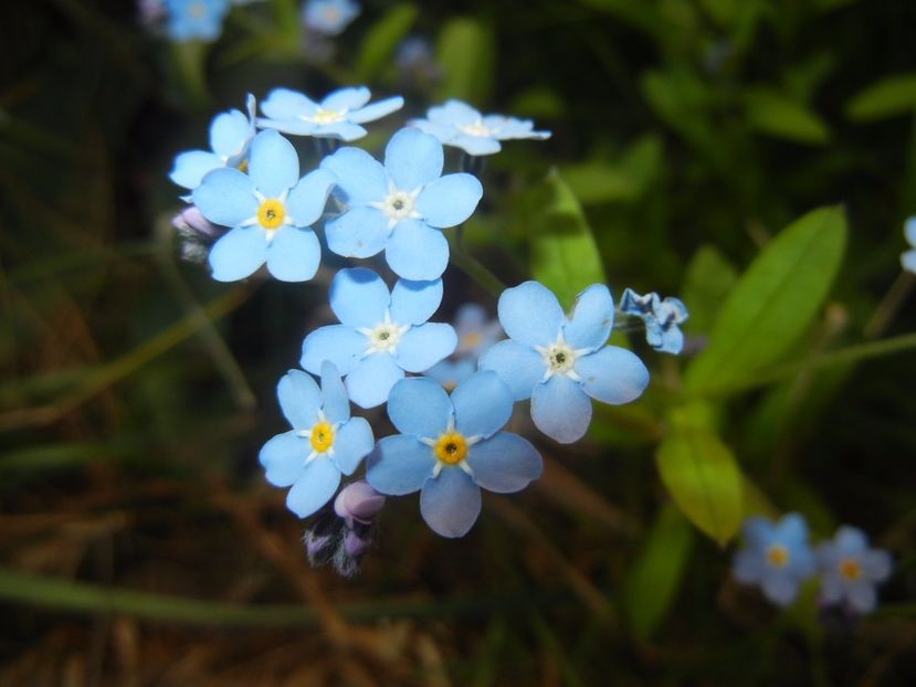 Myosotis alpestris (2017, April 15) - MYOSOTIS Alpestris