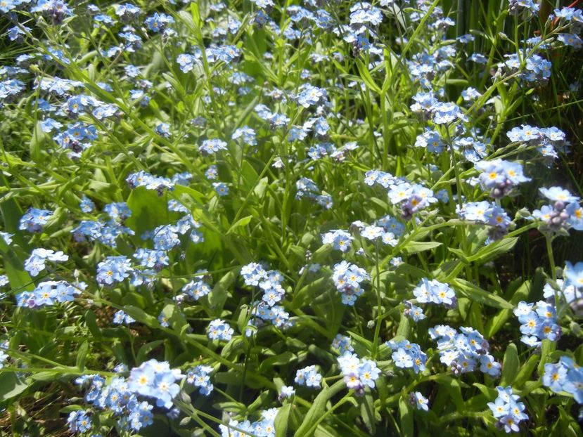 Myosotis alpestris (2017, April 16) - MYOSOTIS Alpestris