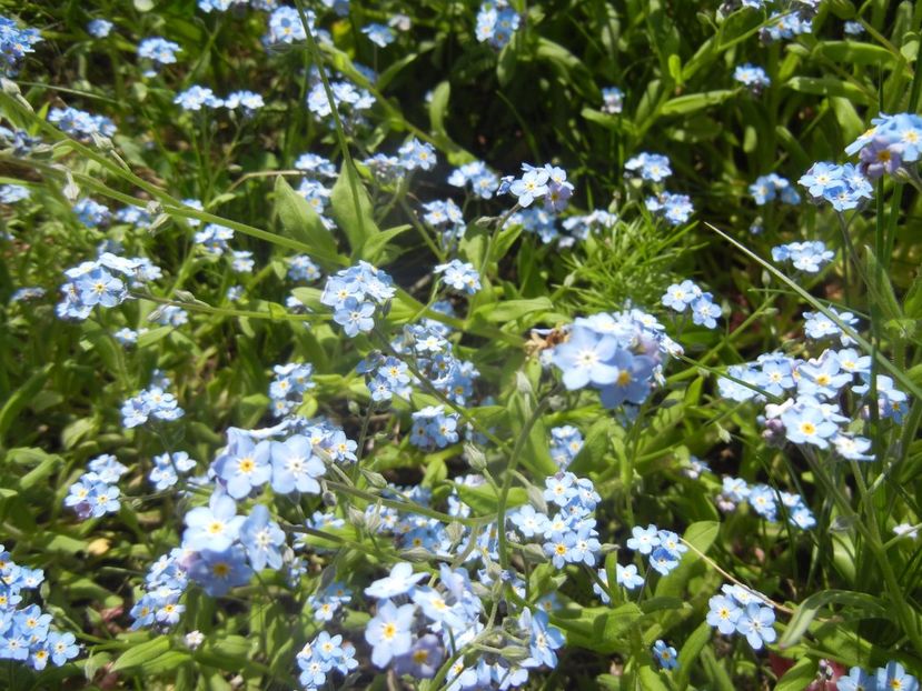 Myosotis alpestris (2017, April 16) - MYOSOTIS Alpestris