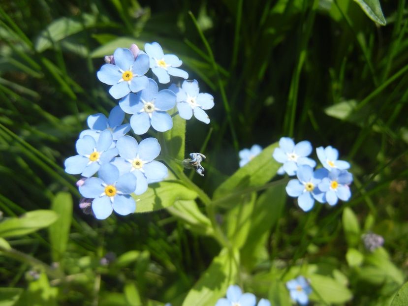 Myosotis alpestris (2017, April 16) - MYOSOTIS Alpestris