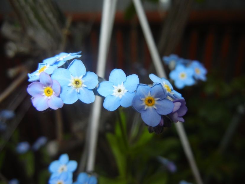 Myosotis alpestris (2017, April 21) - MYOSOTIS Alpestris
