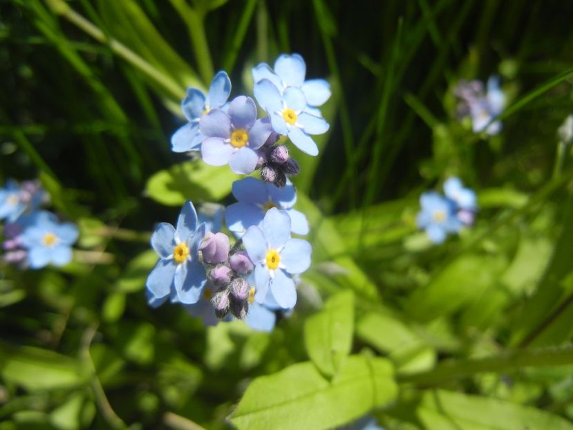 Myosotis alpestris (2017, April 22) - MYOSOTIS Alpestris