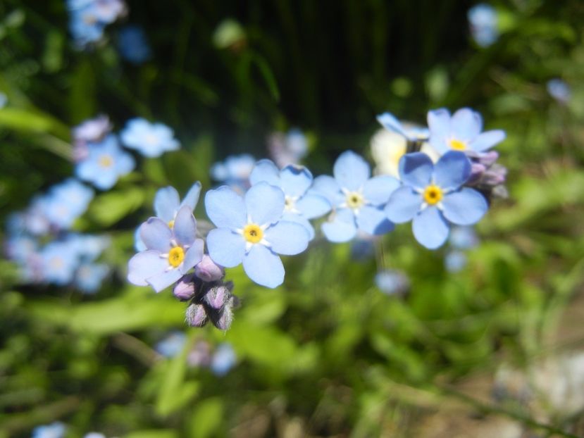 Myosotis alpestris (2017, April 22) - MYOSOTIS Alpestris