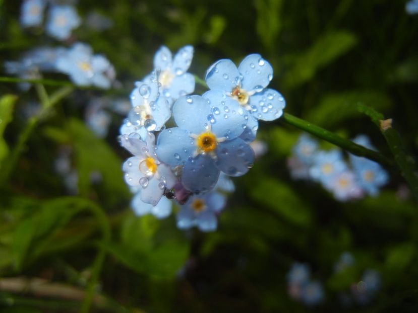 Myosotis alpestris (2017, April 28) - MYOSOTIS Alpestris