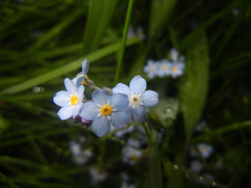 Myosotis alpestris (2017, April 30) - MYOSOTIS Alpestris