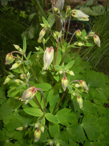Aquilegia_Columbine (2017, April 17) - AQUILEGIA_Columbine
