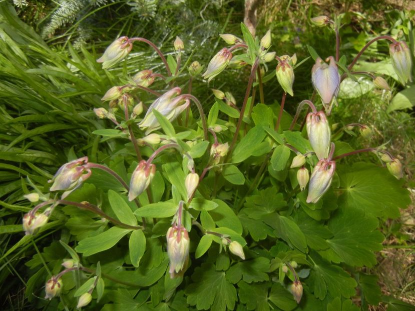 Aquilegia_Columbine (2017, April 23) - AQUILEGIA_Columbine