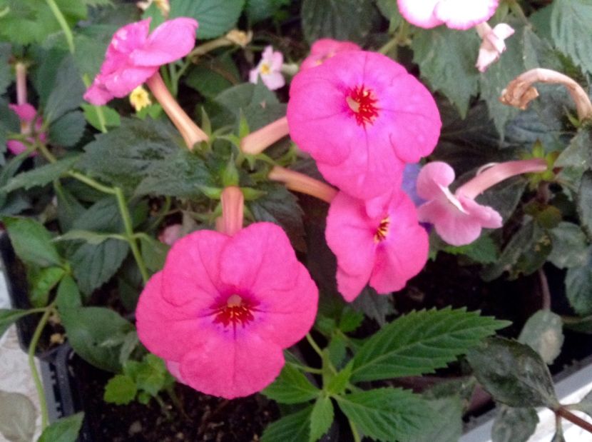 image - Achimenes 2017