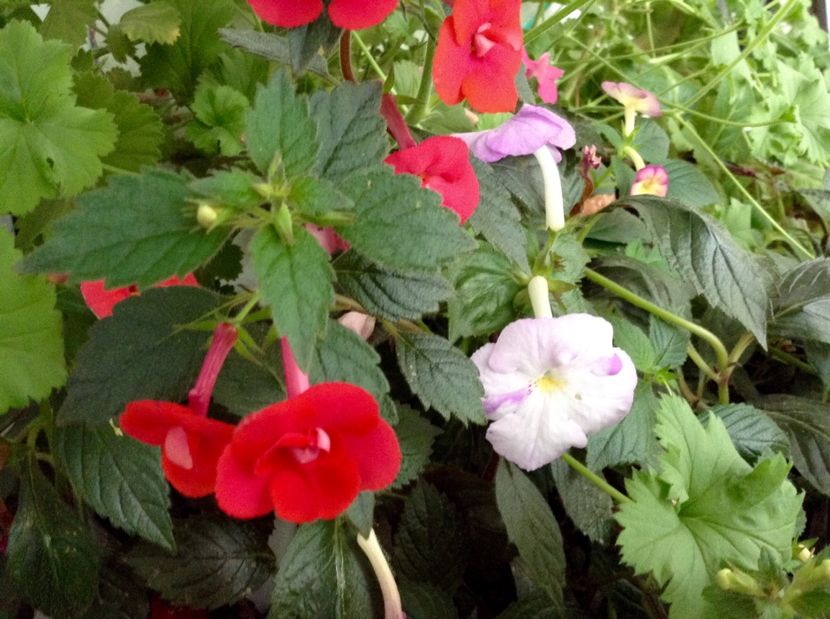 image - Achimenes 2017