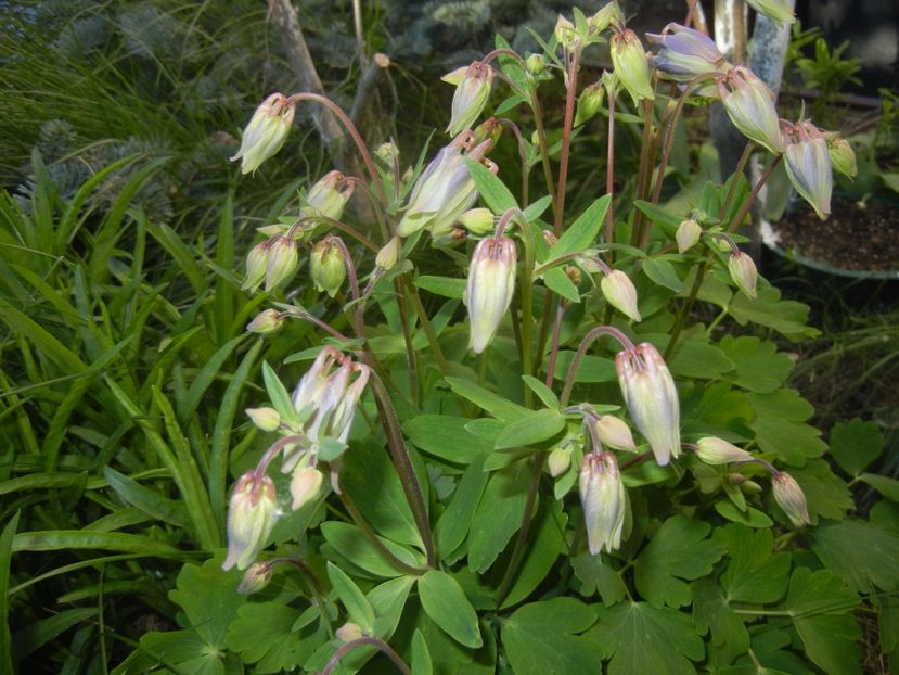 Aquilegia_Columbine (2017, April 24) - AQUILEGIA_Columbine