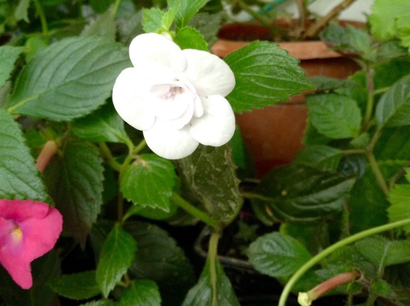 image - Achimenes 2017