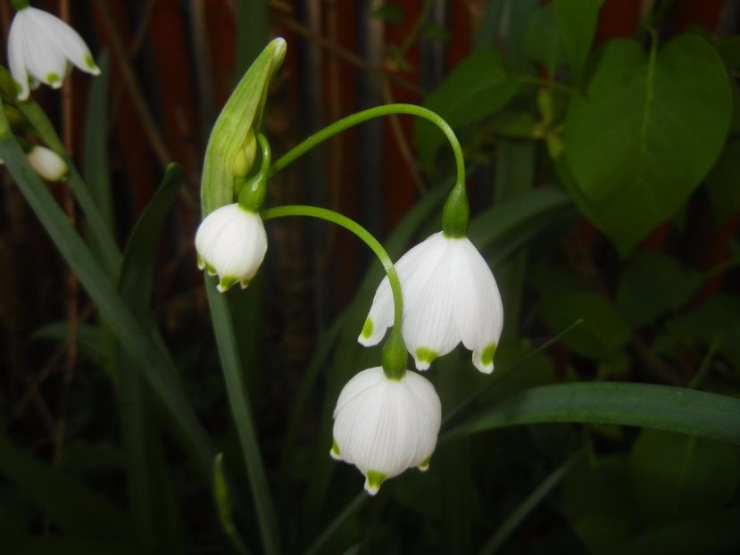 Leucojum aestivum (2017, April 13) - GHIOCEI_Leucojum aestivum