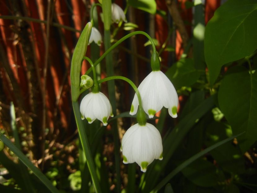 Leucojum aestivum (2017, April 13) - GHIOCEI_Leucojum aestivum