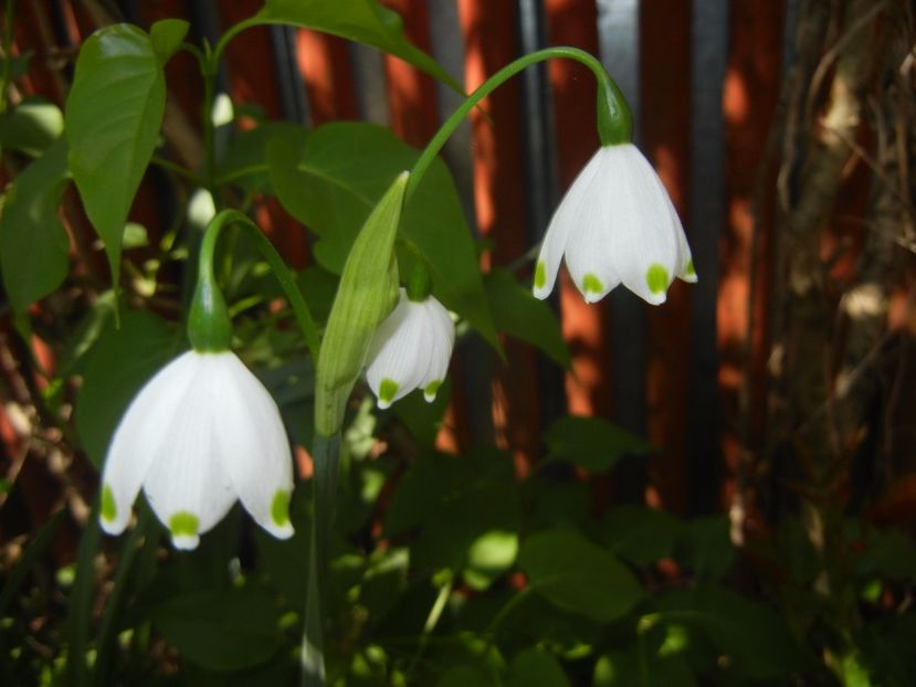 Leucojum aestivum (2017, April 14) - GHIOCEI_Leucojum aestivum