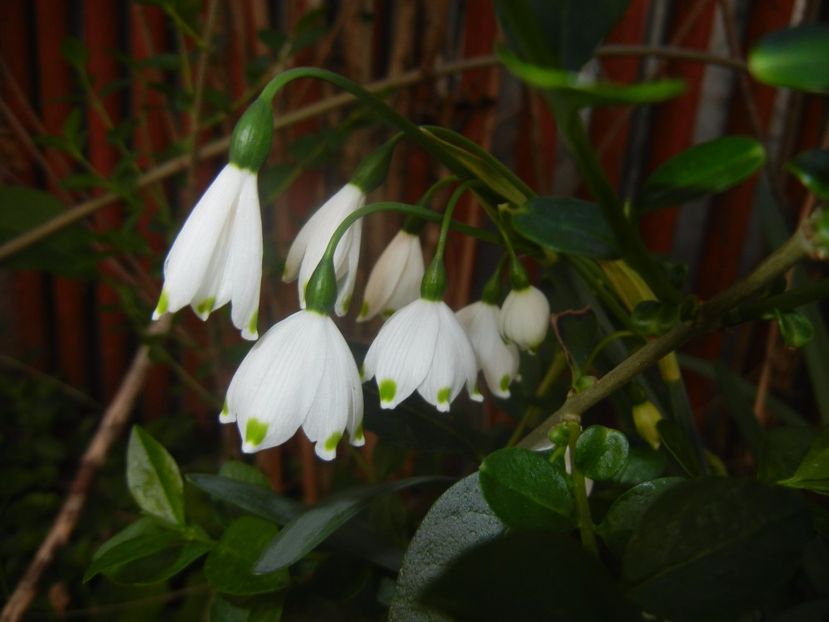 Leucojum aestivum (2017, April 15) - GHIOCEI_Leucojum aestivum