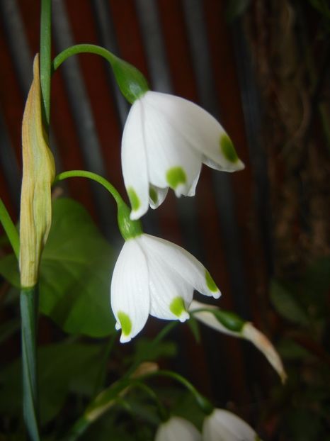 Leucojum aestivum (2017, April 21) - GHIOCEI_Leucojum aestivum