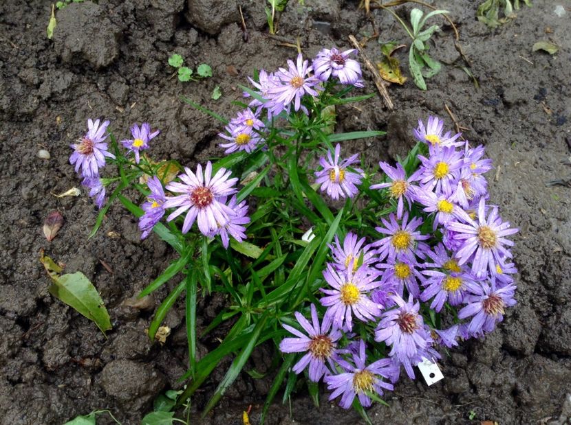 Aster Lady Blue - Toamna 2017