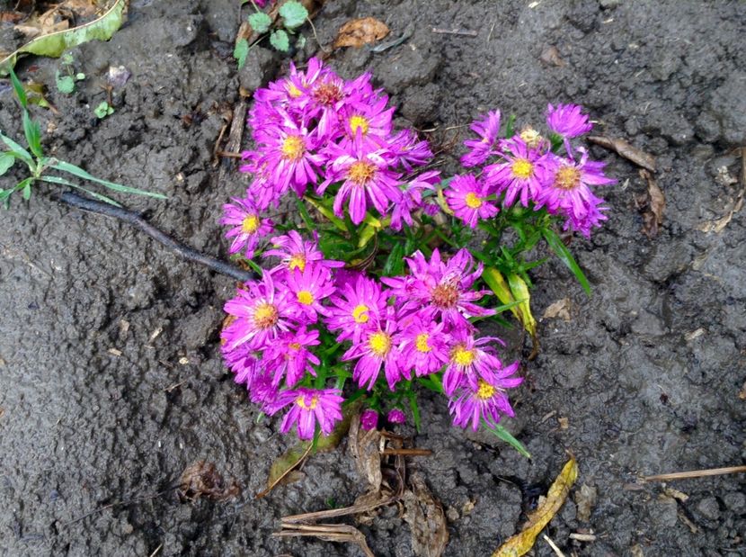 Aster Kassel - Toamna 2017