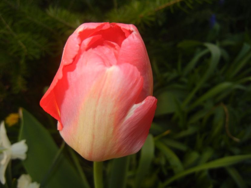 Tulipa Judith Leyster (2017, April 11) - Tulipa Judith Leyster