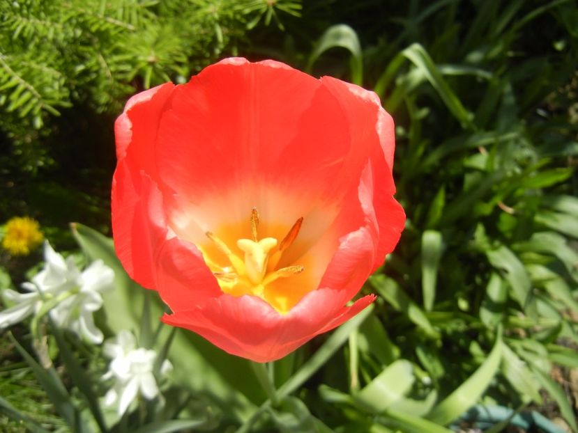 Tulipa Judith Leyster (2017, April 13) - Tulipa Judith Leyster