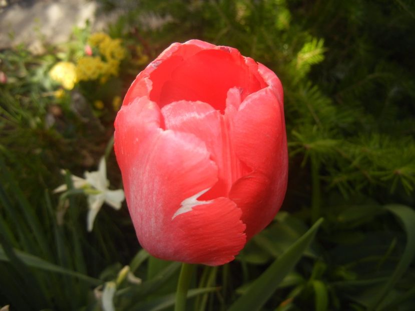 Tulipa Judith Leyster (2017, April 15) - Tulipa Judith Leyster
