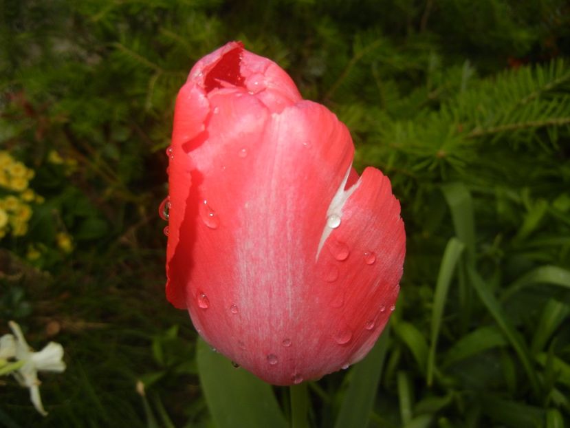 Tulipa Judith Leyster (2017, April 17) - Tulipa Judith Leyster