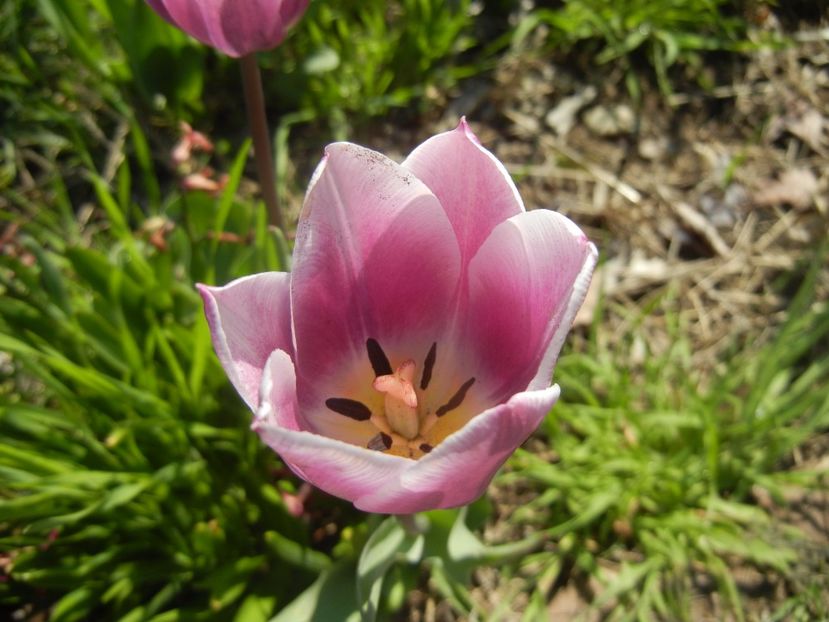 Tulipa Synaeda Blue (2017, April 14) - Tulipa Synaeda Blue