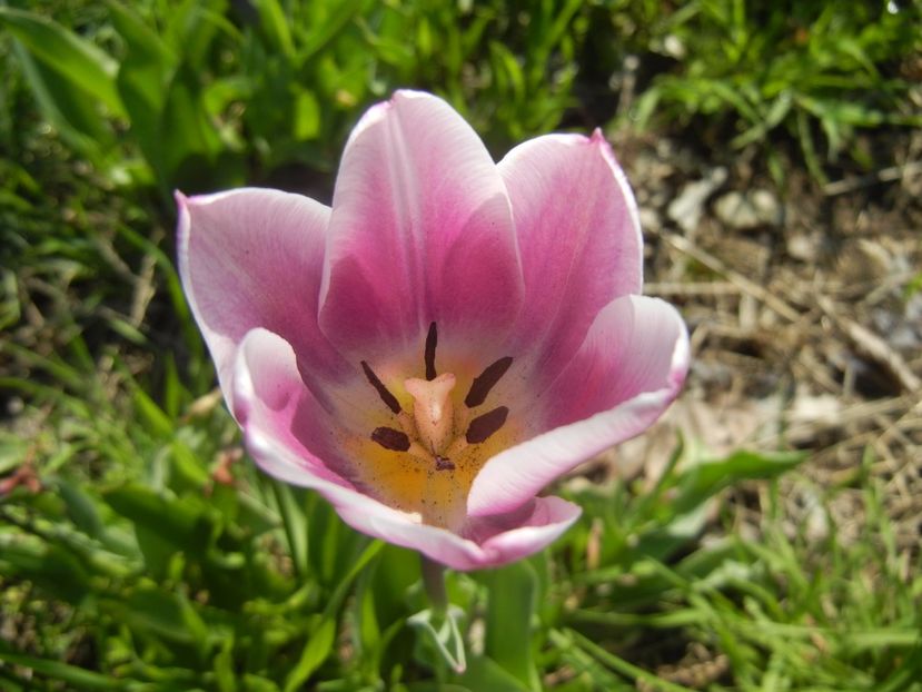 Tulipa Synaeda Blue (2017, April 14) - Tulipa Synaeda Blue