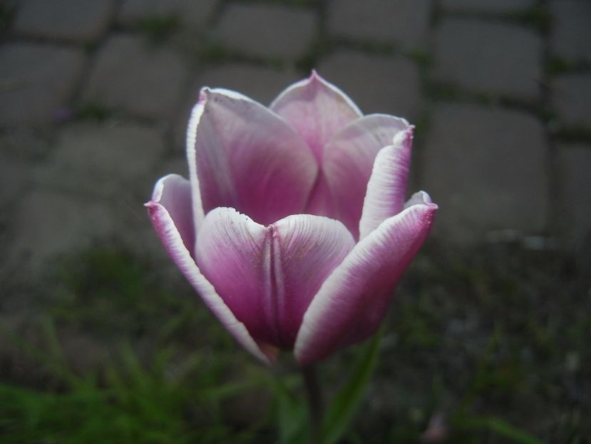 Tulipa Synaeda Blue (2017, April 15) - Tulipa Synaeda Blue