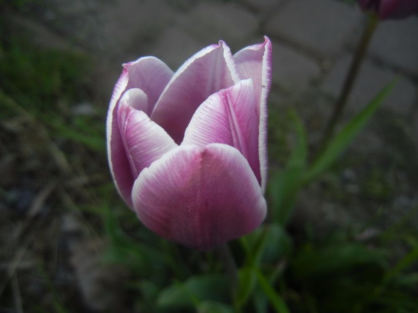 Tulipa Synaeda Blue (2017, April 15) - Tulipa Synaeda Blue