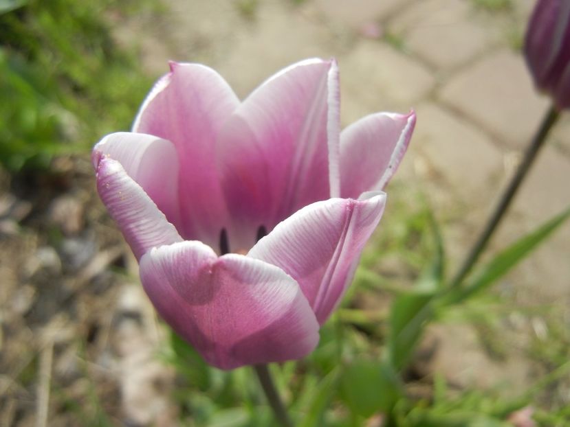 Tulipa Synaeda Blue (2017, April 16) - Tulipa Synaeda Blue